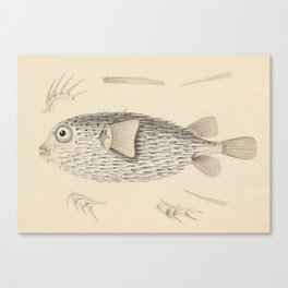 Naturalist Pufferfish Canvas Print