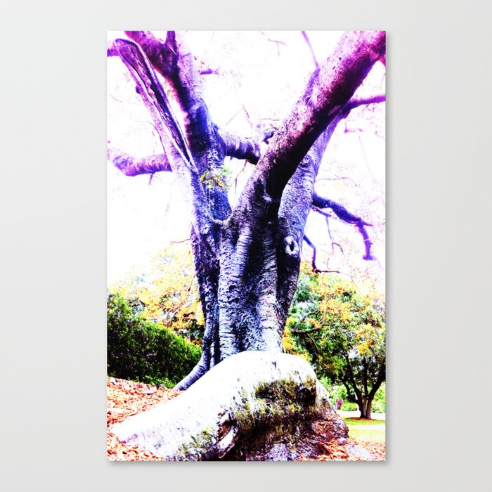 Wizard Tree Canvas Print