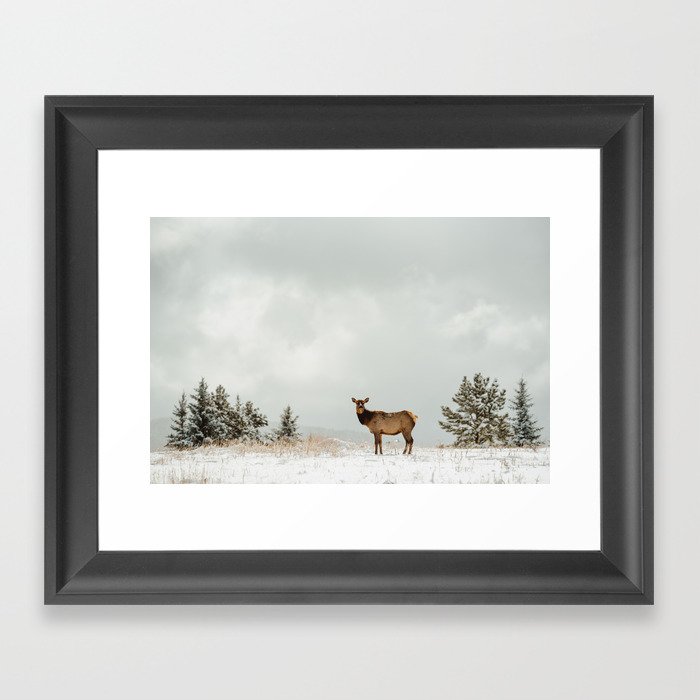 Rocky Mountain Elk Framed Art Print