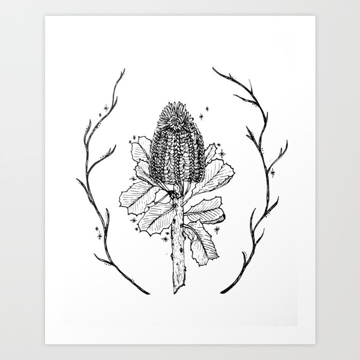 Banksia Serrata Pen Ink Drawing By John Armstrong 1988 Ink Pen Drawings Black Pen Drawing Drawings
