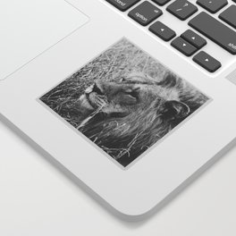 South Africa Photography - Lion In Black And White Sticker