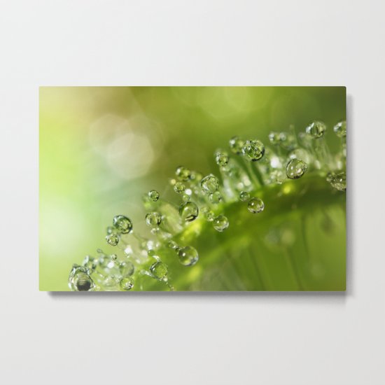 Drosera 'Alba' Metal Print