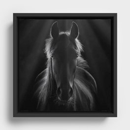 No One To Run With - Beautiful Horse Portrait black and white photograph - photography - photographs Framed Canvas
