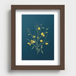 Vintage Flower Yellow Broom Flowers Botanical on Teal Recessed Framed Print