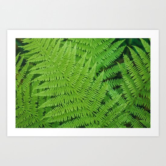 Fern Art Print