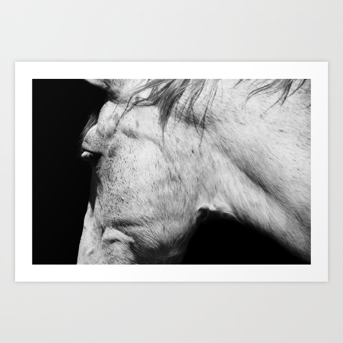 Casper | Animals | Horse Photography | black-white | nature Art Print