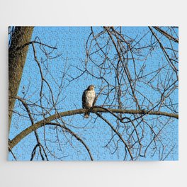 Red Tailed Hawk sitting on a Branch Jigsaw Puzzle