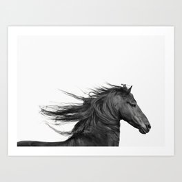 Wild Horse, Black and White Photography Art Print