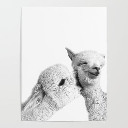 Kissing Alpacas  Poster