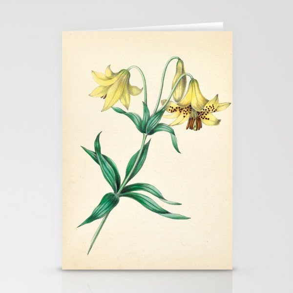 Yellow lily by Clarissa Munger Badger, 1859 (benefitting The Nature Conservancy) Stationery Cards