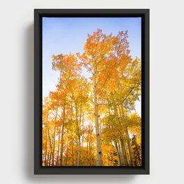Aspen Glow Framed Canvas