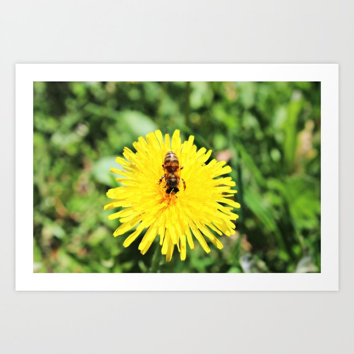 dandelion Art Print