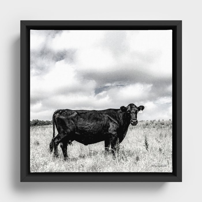 Black Cow B&W Framed Canvas