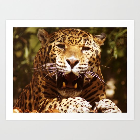 Jaguar 4 Art Print
