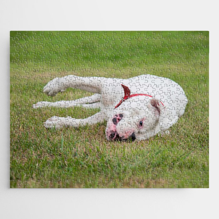 Boxer dog deals jigsaw puzzles
