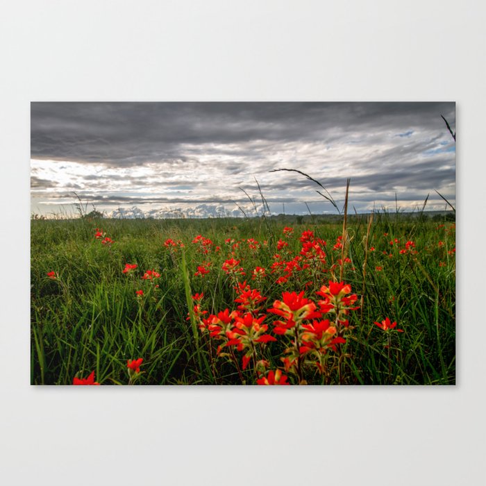 Brighten the Day - Indian Paintbrush Wildflowers in Eastern Oklahoma Canvas Print