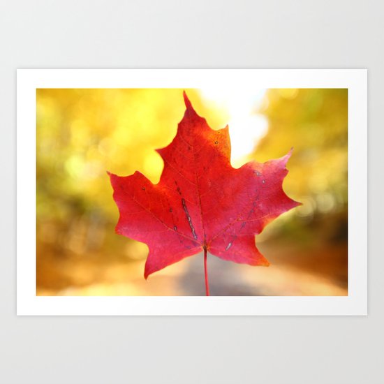 Red Maple Leaf Art Print