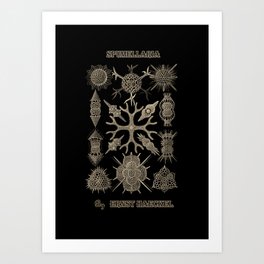 “Spumellaria” from “Art Forms of Nature” by Ernst Haeckel Art Print