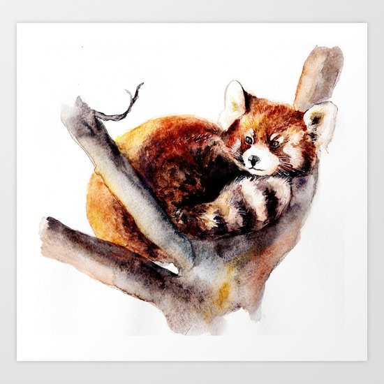 Red Panda Art Print
