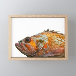 Portrait of a Canary Rockfish Framed Mini Art Print