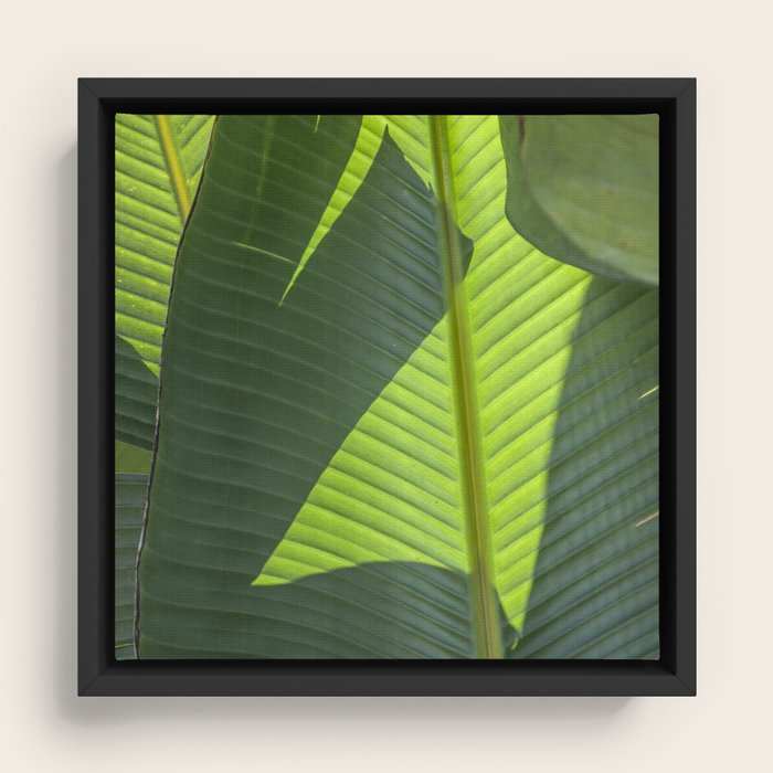 Framed Canvas