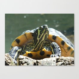 Turtle Sunbathing Canvas Print