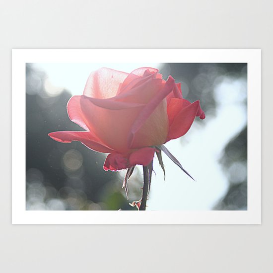 Mughal Rose Art Print