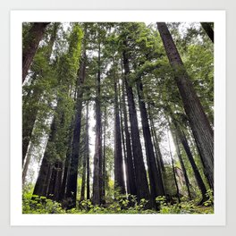 Humboldt Redwoods Art Print