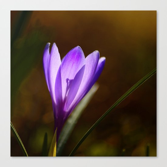 Bright Purple Spring Crocus Canvas Print