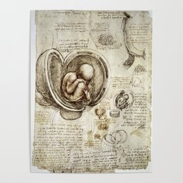 Baby in the womb - Leonardo da Vinci Poster