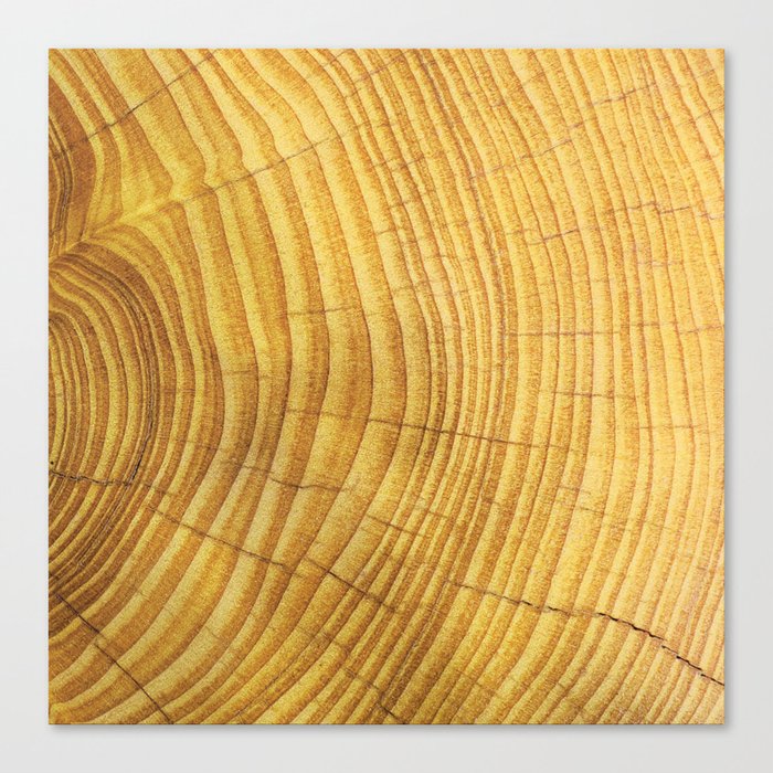 Yellow wood Canvas Print