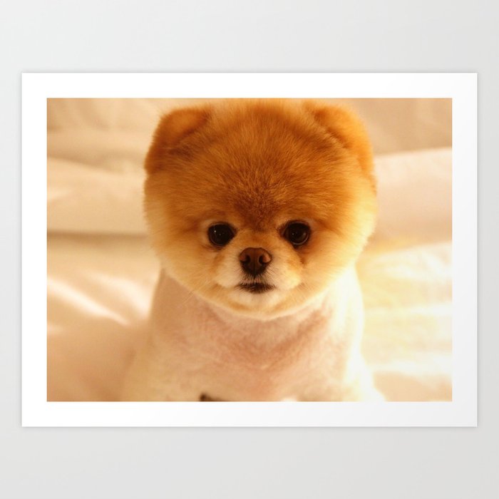 Adorable Pomeranian Puppy Art Print