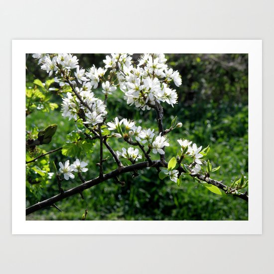Hawthorne Buds #2 Art Print