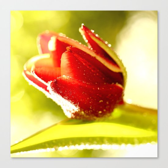 Glowing Red Tulip Canvas Print