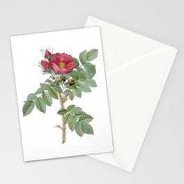 Vintage Kamtschatka Rose Botanical Illustration on Pure White Stationery Card