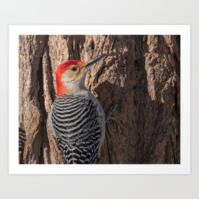 Red-bellied Woodpecker Art Print