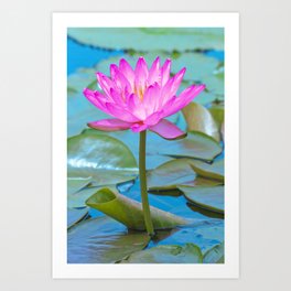 Pink Water Lily Flower - Nature Photography Art Print
