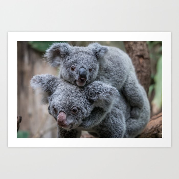 Wall Art Print, Koala with heart, love
