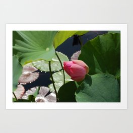 Lily Pad Flower Art Print
