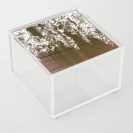 coffee brown and cream weeping willow tree Acrylic Box