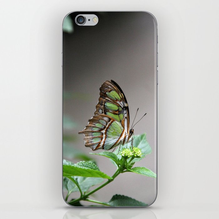 green butterfly iPhone Skin