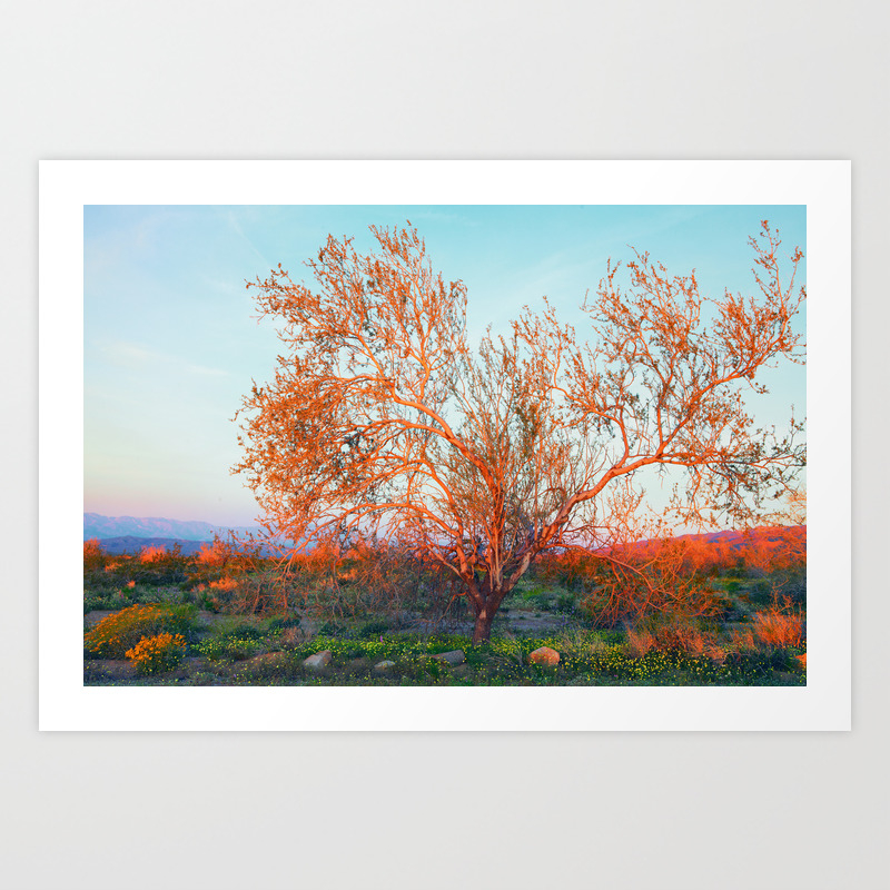 Dawn S First Light At Joshua Tree National Park Art Print By