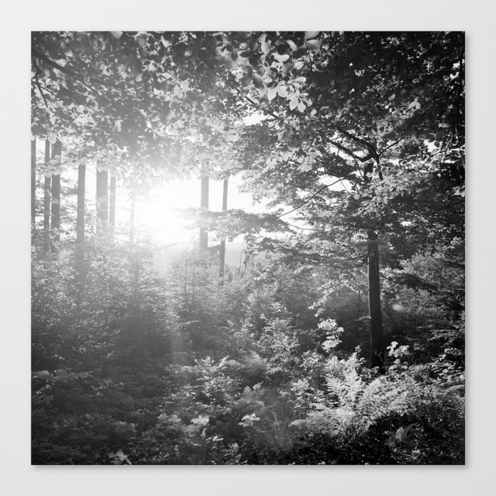 Sundown in the Forest Canvas Print