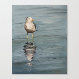 seagull three Canvas Print