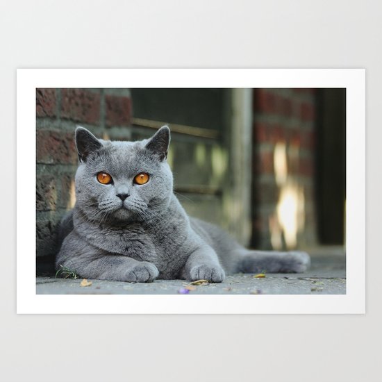 Diesel the cat ! Art Print