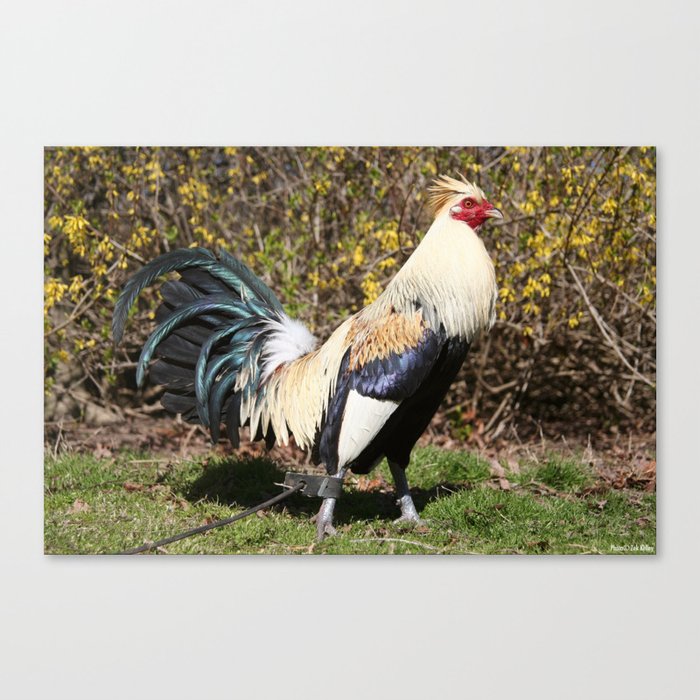 .com: Treasure Gurus Vintage Style Jiffy Way Metal Poultry