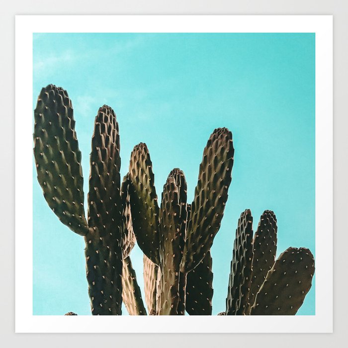 Cactus Photography Print {1 of 3} | Teal Succulent Plant Nature Western Desert Plants  Design Decor Art Print