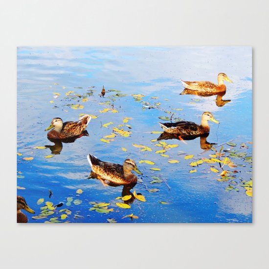 Ducks on a Pond Canvas Print