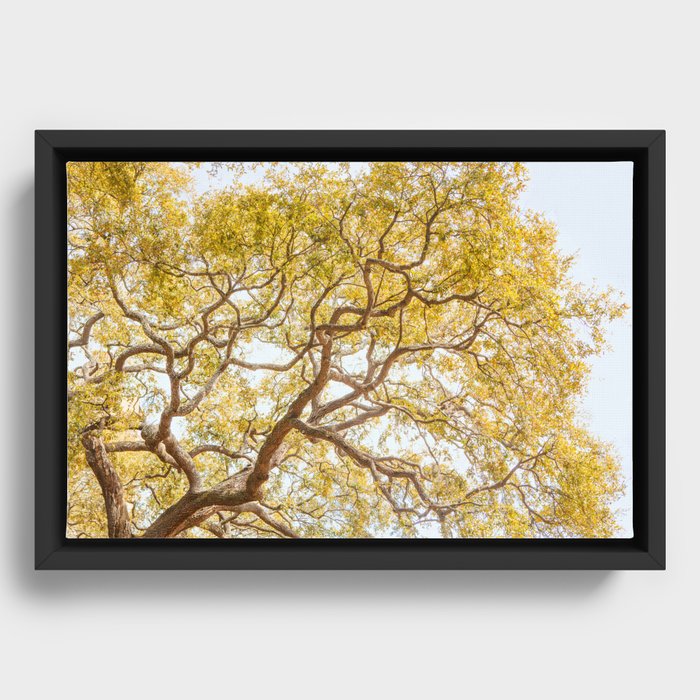 Savannah Oak Tree - Autumn Landscape, Nature Photography Framed Canvas