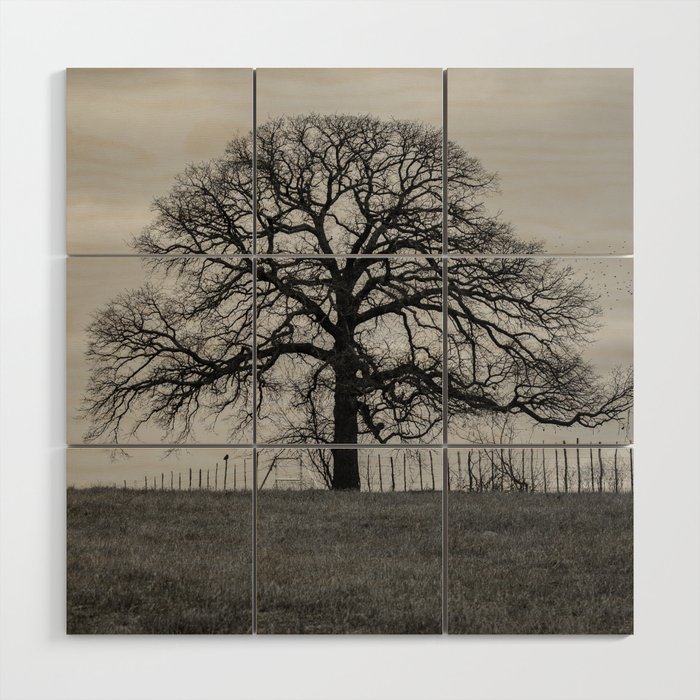 Spooky leafless tree on fence line silhouetted on the horizon against a gloomy sky Wood Wall Art